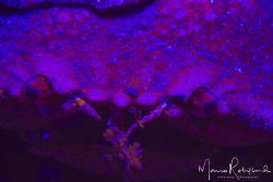 Crab under a UV spot light by Mario Robillard 